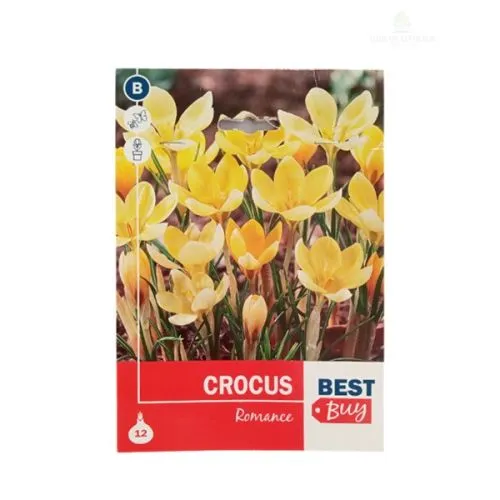 Crocus romance 8/1