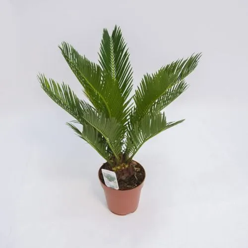 Cycas revoluta 12/45 TGC