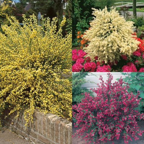 Cytisus mix - p15 - 30/40 cm