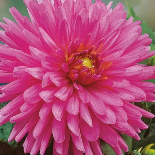 Dahlia P - Cactus Elga 1/1