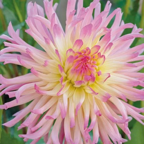 Dahlia P - Cactus Star Surprise 1/1