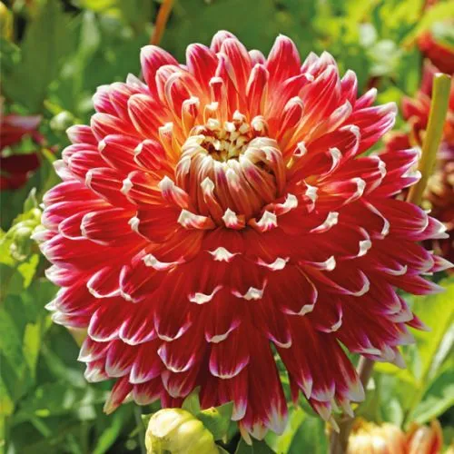 Dahlia P - Decorative Akita 1/1
