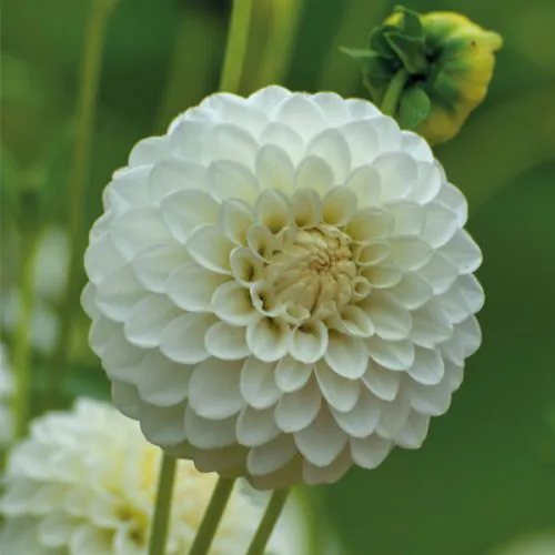 Dahlia P - Pompon Snowflake 1/1