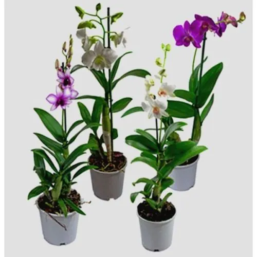 Dendrobium Nobile 1 tak 12/60