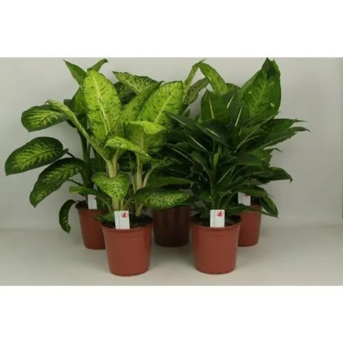 Dieffenbachia mix 17/55