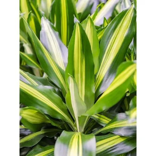 Dracaena Cintho 21/110 - 60-30-15