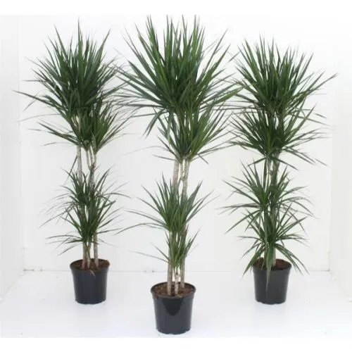 Dracaena Compacta 60-30-15 21/110