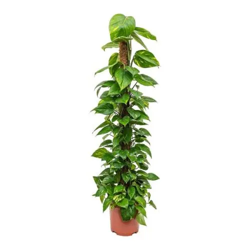 EPIPREMNUM MOSS. 21/100
