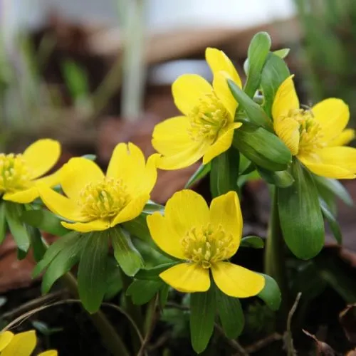 Eranthis Hyemalis 15/1