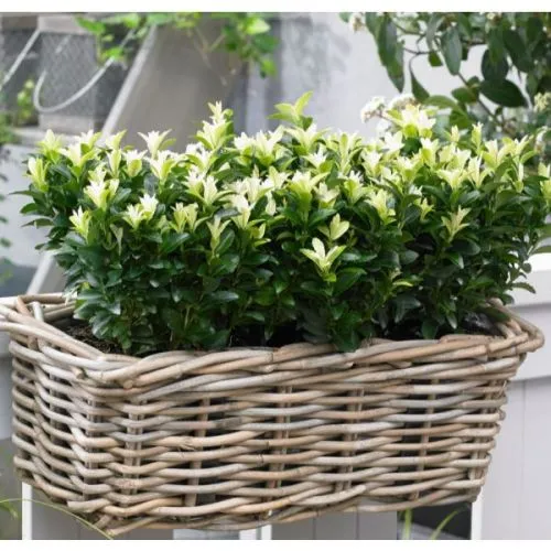 Euonymus jap. 'Paloma blanca' - p15 - 20/40 cm