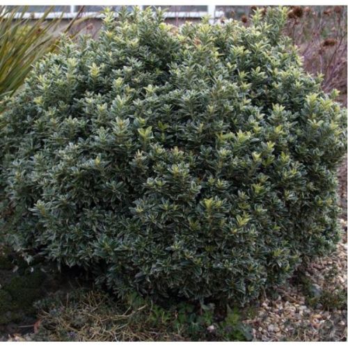 Euonymus micro. Albovariegatus - c2 l - 20/40 cm