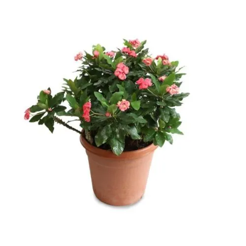 Euphorbia mix 05/10