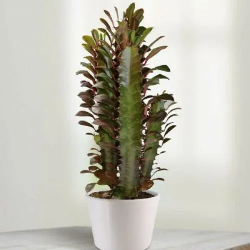 Euphorbia rubra 12/30