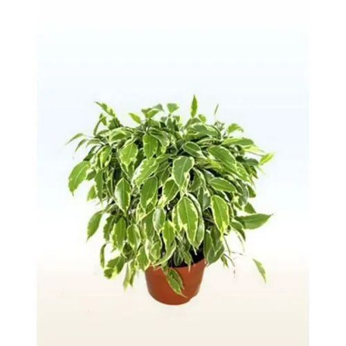 FICUS BENJ. MIX 14/55