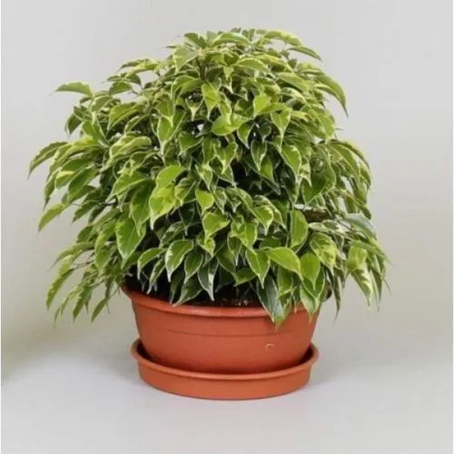 Ficus Benjamina Kinky 3pp 12/27