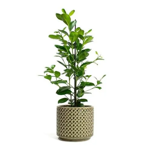 Ficus micr. Moclame rek 24/90