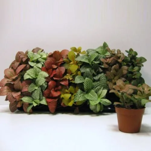 Fittonia mix 8/10