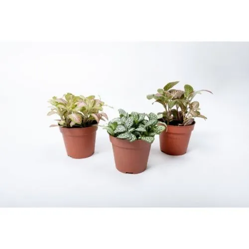 Fittonia mix sitnolisna 8/10