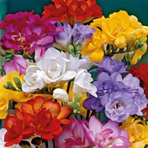 Freesia P Double Mix 12/1