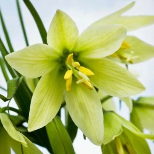 Fritillaria raddeana 1/1