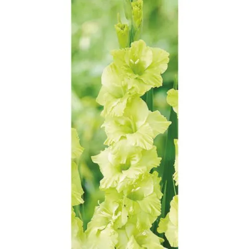 Gladiolus P Erin 6 /1