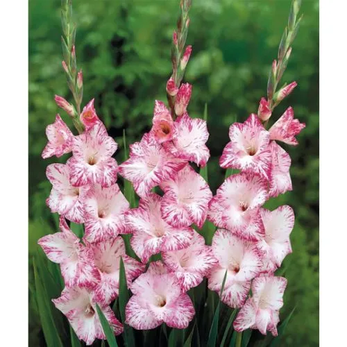 Gladiolus P My Love 8/1