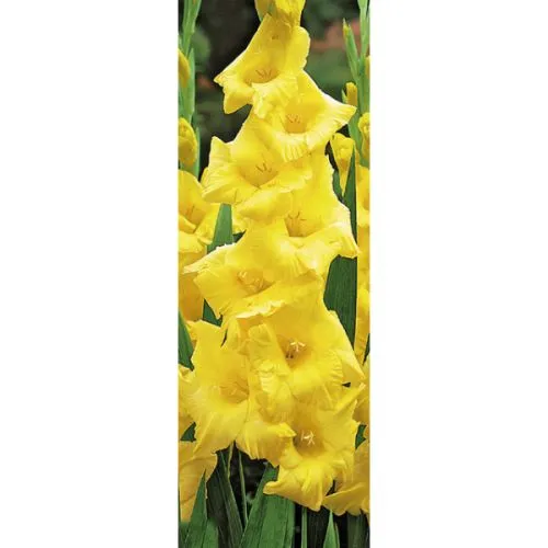 Gladiolus P Nova Lux 10/1