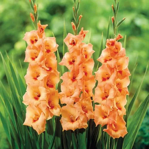 Gladiolus P Peter Pears 10 /1