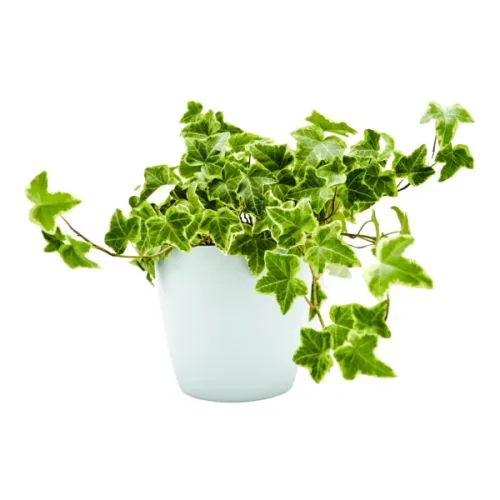Hedera mix 13/25