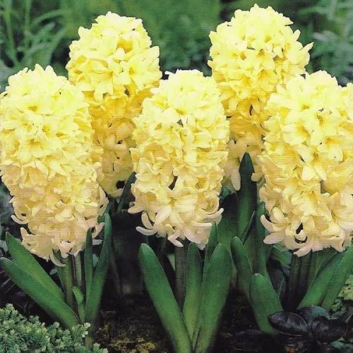 Hyacinthus city of haarlem 3/1
