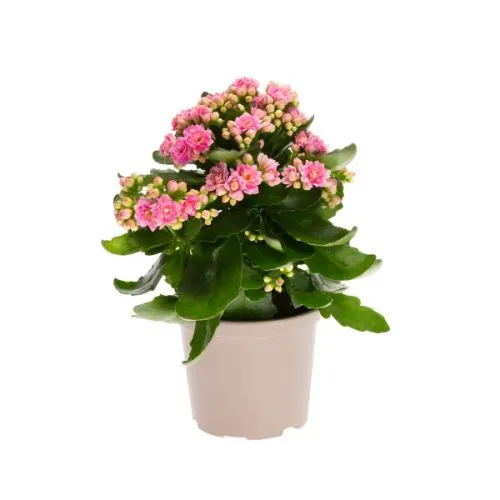 Kalanchoe mix 10/20 TGC