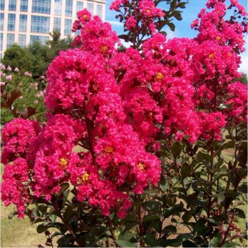 Lagerstroemia indica mix - c5 l - 40/60 cm
