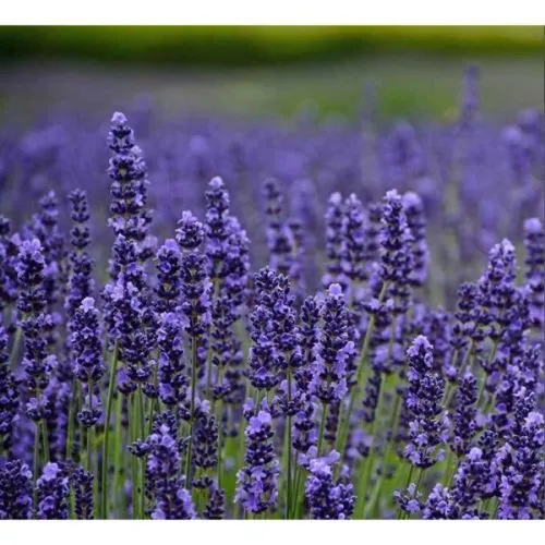 Lavandula ang. Munstead - p15 - 20/40 cm