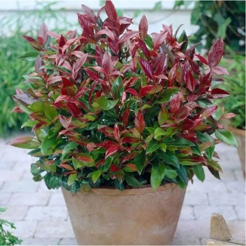 Leucothe mix - c2 l - 20/40 cm