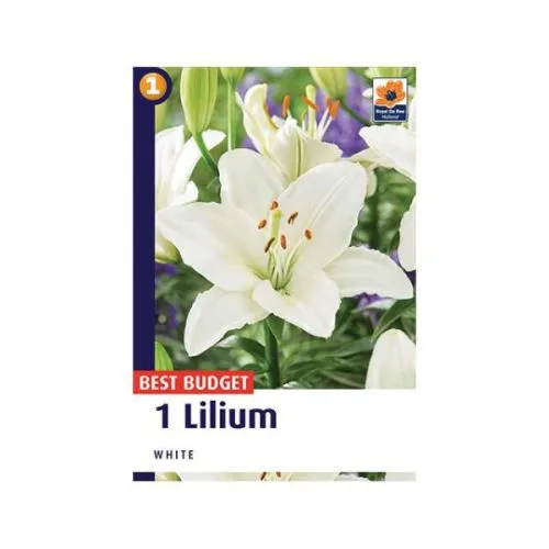 Lilium White 1/1