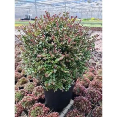Lonicera nitida purple mist - c3 l - 30/40 cm