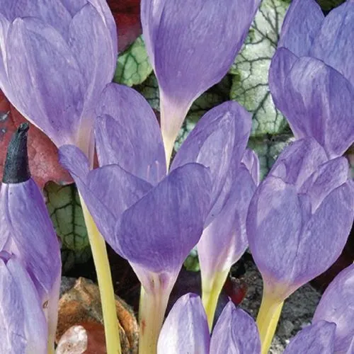 Lukovica Šafran, jesenski krokus - Colchicum The Giant 1/1