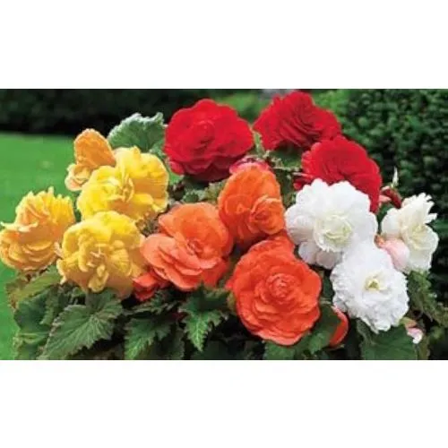 Lukovica Begonija - Begonia Camelia Mix 3/1