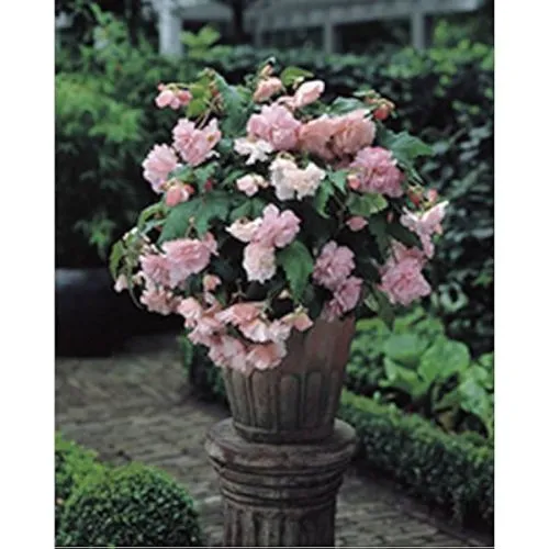 Lukovica Begonija - Begonia Cascade Mix 3/1
