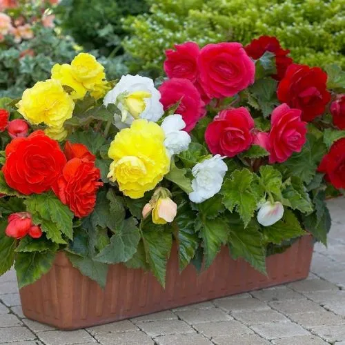 Lukovica Begonija - Begonia Double Mixture 3/1