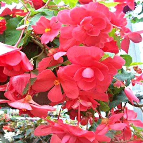 Lukovica Begonija - Begonia Pendula Mix 3/1