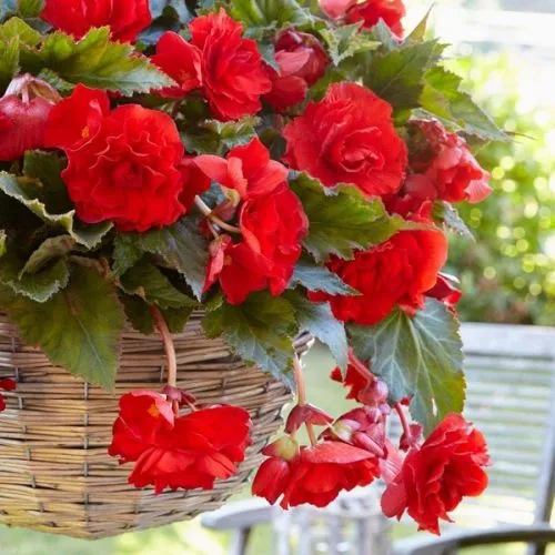 Lukovica Begonija - Begonia Pendula Red/White 3/1