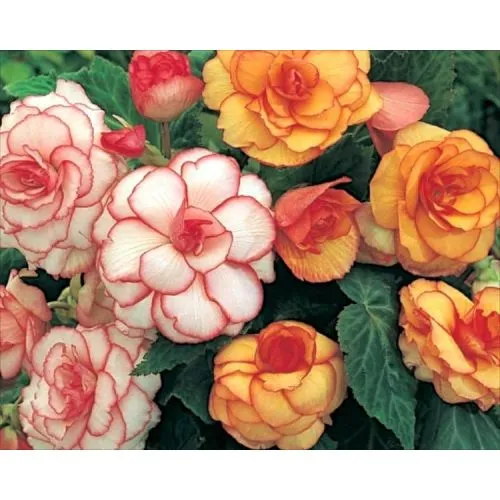 Lukovica Begonija - Begonia Picotee Mix 3/1