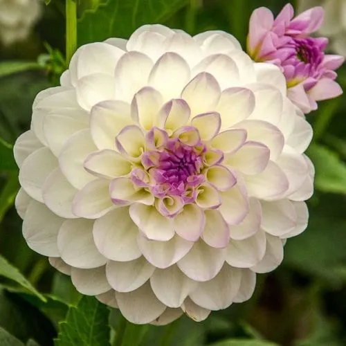Lukovica Georgina, dalija - Dahlia Ball Eveline 1/1