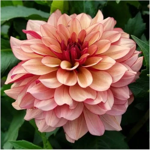 Lukovica Georgina, dalija - Dahlia Dec. Creme De Cognac 1/1