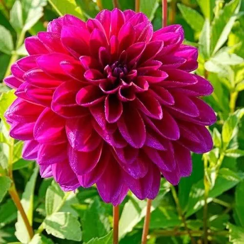 Lukovica Georgina, dalija - Dahlia Dec. Le Baron 1/1