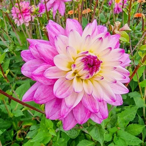 Lukovica Georgina, dalija - Dahlia Dec. Luka Johanna 1/1