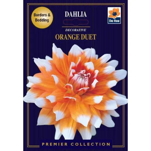 Lukovica Georgina, dalija - Dahlia Dec. Orange Duet 1/1