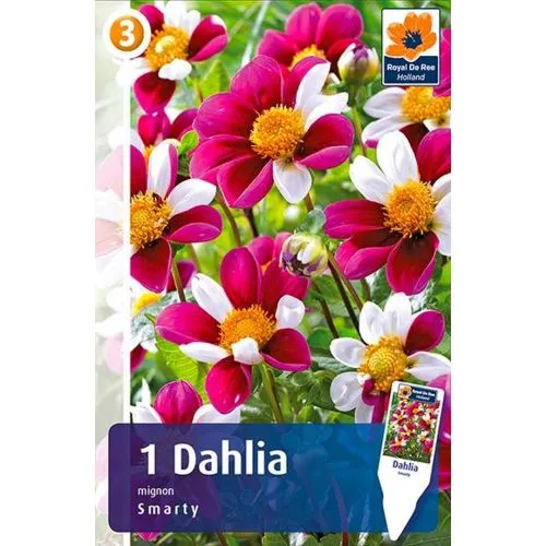 Lukovica Georgina, dalija - Dahlia Mignon Smarty 1/1