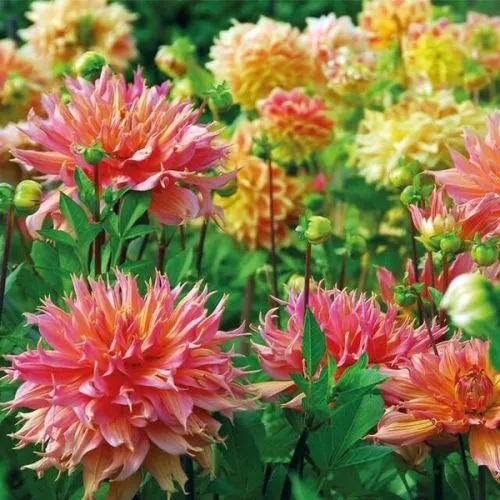 Lukovica Georgina, dalija - Dahlia P - Cactus Fringed Star 1/1